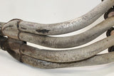 1991-94 Honda Cbr600f2 Exhaust Header Pipes Manifold OEM