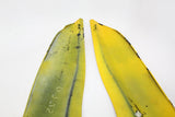 1997-2005 Bmw K1200rs Rear Tail Left Right SIDE Fairings Covers OEM